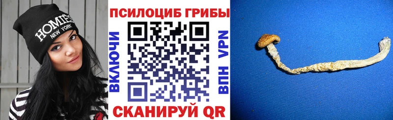 Галлюциногенные грибы прущие грибы  Тихвин 